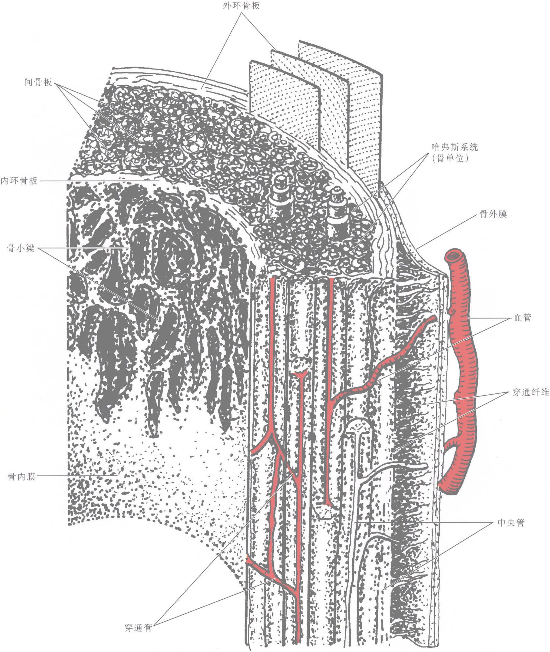 图1-1-4 长骨骨干结构模式图